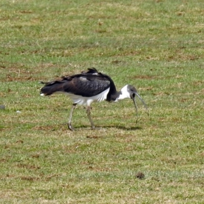 Threskiornis spinicollis (Straw-necked Ibis) at Bungendore, NSW - 1 Sep 2018 by RodDeb