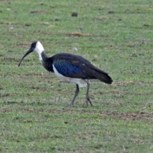 Threskiornis spinicollis at Bungendore, NSW - 1 Sep 2018 12:34 PM