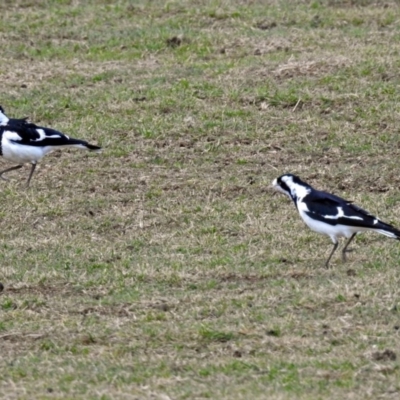 Grallina cyanoleuca (Magpie-lark) at Bungendore, NSW - 1 Sep 2018 by RodDeb