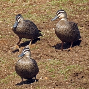 Anas superciliosa at Bungendore, NSW - 1 Sep 2018 11:06 AM