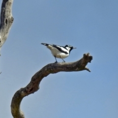 Grallina cyanoleuca (Magpie-lark) at Bywong, NSW - 1 Sep 2018 by RodDeb