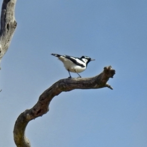 Grallina cyanoleuca at Bywong, NSW - 1 Sep 2018