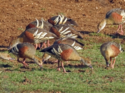 Dendrocygna eytoni (Plumed Whistling-Duck) at Bungendore, NSW - 1 Sep 2018 by RodDeb