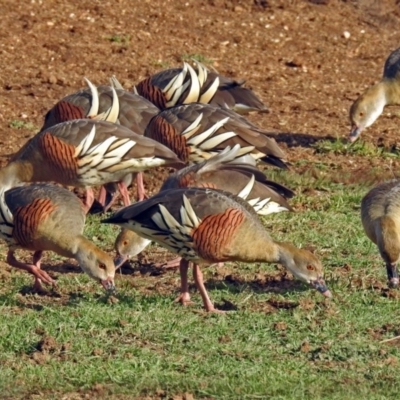 Dendrocygna eytoni (Plumed Whistling-Duck) at Bungendore, NSW - 1 Sep 2018 by RodDeb