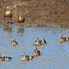 Dendrocygna eytoni at Bungendore, NSW - 1 Sep 2018