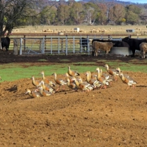 Dendrocygna eytoni at Bungendore, NSW - 1 Sep 2018