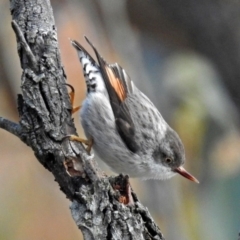 Daphoenositta chrysoptera (Varied Sittella) at QPRC LGA - 1 Sep 2018 by RodDeb