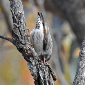 Daphoenositta chrysoptera at Bungendore, NSW - 1 Sep 2018