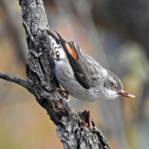 Daphoenositta chrysoptera at Bungendore, NSW - 1 Sep 2018