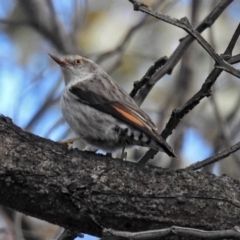 Daphoenositta chrysoptera at Bungendore, NSW - 1 Sep 2018