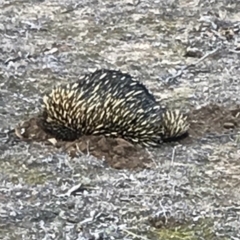 Tachyglossus aculeatus (Short-beaked Echidna) at QPRC LGA - 2 Sep 2018 by yellowboxwoodland