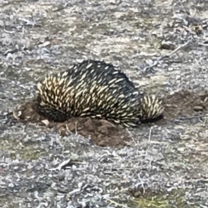Tachyglossus aculeatus at Bungendore, NSW - 2 Sep 2018