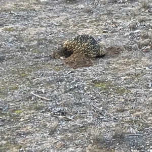 Tachyglossus aculeatus at Bungendore, NSW - 2 Sep 2018