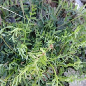 Vicia sativa at Campbell, ACT - 2 Sep 2018 04:27 PM