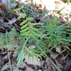 Vicia sativa at Campbell, ACT - 2 Sep 2018 04:27 PM