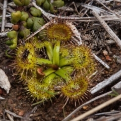 Drosera (genus) (A Sundew) at Murrumbateman, NSW - 2 Sep 2018 by SallyandPeter