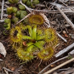 Drosera sp. at Murrumbateman, NSW - 2 Sep 2018