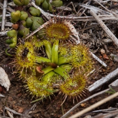 Drosera (genus) (A Sundew) at Murrumbateman, NSW - 2 Sep 2018 by SallyandPeter