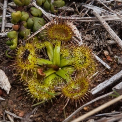 Drosera sp. (A Sundew) at Murrumbateman, NSW - 2 Sep 2018 by SallyandPeter