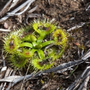 Drosera sp. at Murrumbateman, NSW - 2 Sep 2018 03:39 PM