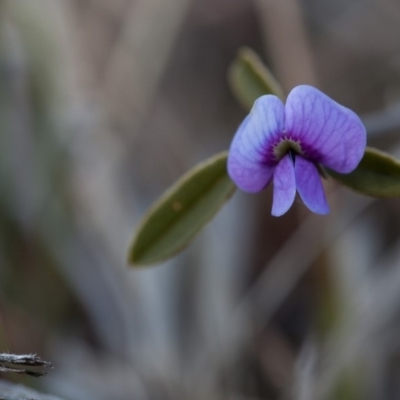 Hovea heterophylla (Common Hovea) at Murrumbateman, NSW - 2 Sep 2018 by SallyandPeter