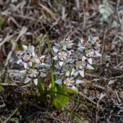 Wurmbea dioica subsp. dioica (Early Nancy) at Murrumbateman, NSW - 2 Sep 2018 by SallyandPeter