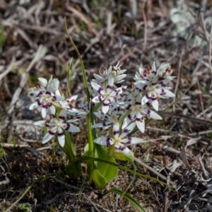 Wurmbea dioica subsp. dioica at Murrumbateman, NSW - 2 Sep 2018 03:48 PM