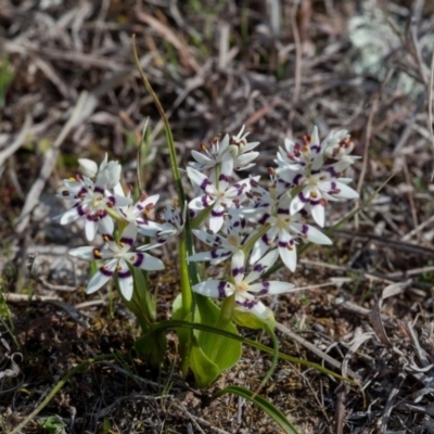 Wurmbea dioica subsp. dioica (Early Nancy) at Murrumbateman, NSW - 2 Sep 2018 by SallyandPeter