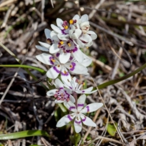 Wurmbea dioica subsp. dioica at Murrumbateman, NSW - 2 Sep 2018 03:48 PM