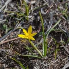 Pauridia vaginata (Yellow Star) at Murrumbateman, NSW - 2 Sep 2018 by SallyandPeter