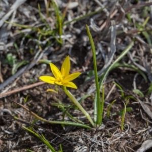 Pauridia vaginata at Murrumbateman, NSW - 2 Sep 2018