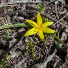 Pauridia vaginata at Murrumbateman, NSW - 2 Sep 2018