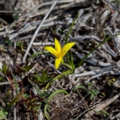 Pauridia vaginata at Murrumbateman, NSW - 2 Sep 2018