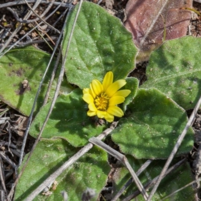 Cymbonotus sp. (preissianus or lawsonianus) (Bears Ears) at Murrumbateman, NSW - 2 Sep 2018 by SallyandPeter