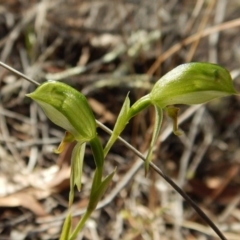 Bunochilus umbrinus (Broad-sepaled Leafy Greenhood) at Aranda, ACT - 2 Sep 2018 by CathB