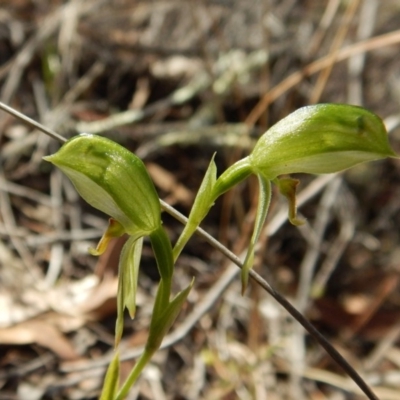 Bunochilus umbrinus (Broad-sepaled Leafy Greenhood) at Aranda Bushland - 2 Sep 2018 by CathB