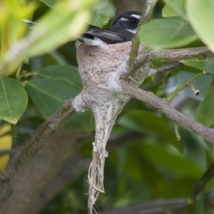 Rhipidura albiscapa (Grey Fantail) at Illilanga & Baroona - 6 Nov 2010 by Illilanga