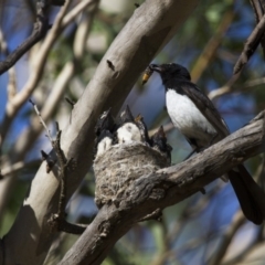 Rhipidura leucophrys (Willie Wagtail) at Michelago, NSW - 7 Jan 2013 by Illilanga