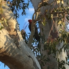 Callocephalon fimbriatum (Gang-gang Cockatoo) at Red Hill to Yarralumla Creek - 2 Sep 2018 by KL