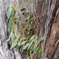 Eucalyptus dives (Broad-leaved Peppermint) at Corrowong, NSW - 2 Sep 2018 by BlackFlat