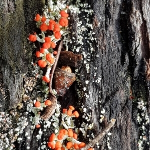 Cladonia sp. (genus) at Corrowong, NSW - 2 Sep 2018 10:07 AM