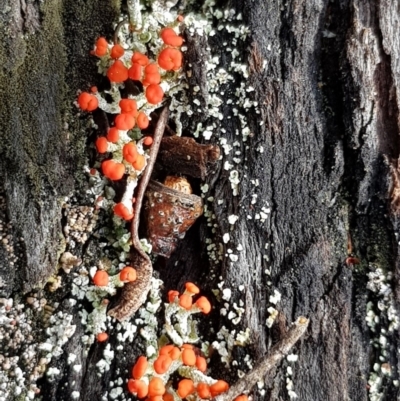 Cladonia sp. (genus) (Cup Lichen) at Black Flat at Corrowong - 2 Sep 2018 by BlackFlat