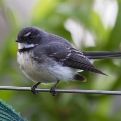 Rhipidura albiscapa (Grey Fantail) at Michelago, NSW - 19 Oct 2013 by Illilanga