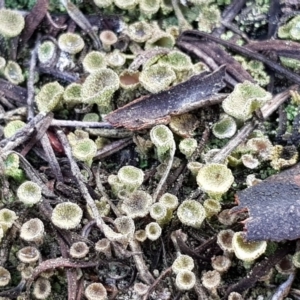 Cladonia sp. (genus) at Corrowong, NSW - 2 Sep 2018