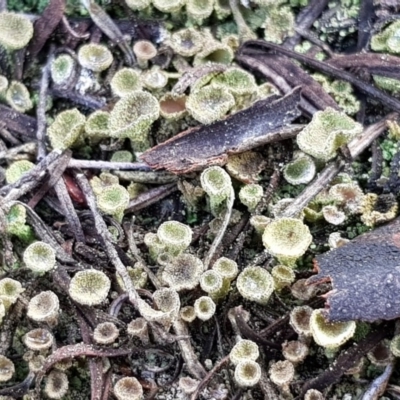 Cladonia sp. (genus) (Cup Lichen) at Black Flat at Corrowong - 2 Sep 2018 by BlackFlat