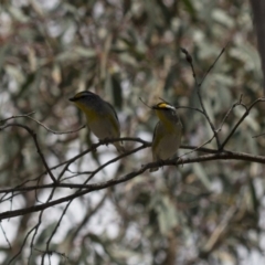 Pardalotus striatus (Striated Pardalote) at Michelago, NSW - 24 Nov 2017 by Illilanga