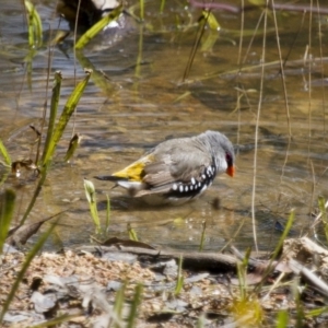 Stagonopleura guttata at Michelago, NSW - 2 Feb 2015