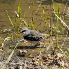 Stagonopleura guttata at Michelago, NSW - 2 Feb 2015