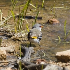 Stagonopleura guttata at Michelago, NSW - 2 Feb 2015