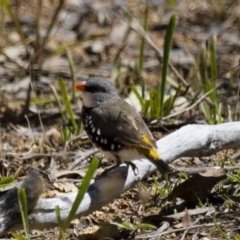 Stagonopleura guttata at Michelago, NSW - 2 Feb 2015